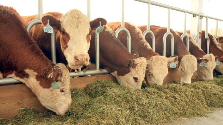 Инструменты развития мясного скотоводства