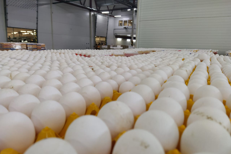 Ленобласть увеличивает производство яиц