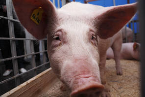 Технология выращивания свинок для ремонта маточного стада на промышленных комплексах