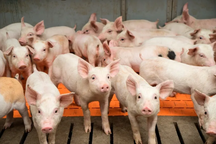 Производство свинины выросло почти на 50 тыс. тонн