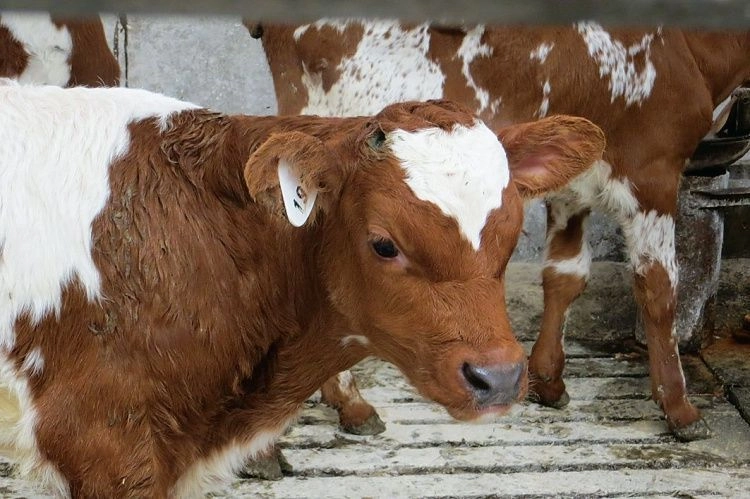 Оптимальный момент для осеменения: баланс генетики и физиологии