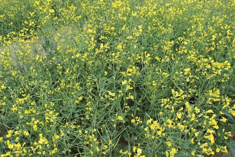 Рапс: требования к питанию и удобрениям