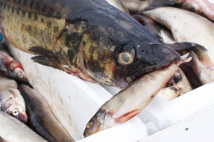 В РХК прогнозируется рост