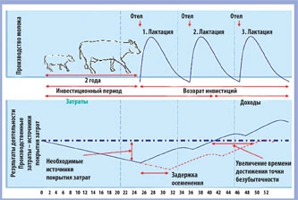 Цена воспроизводства на молочных фермах – не только зоотехния