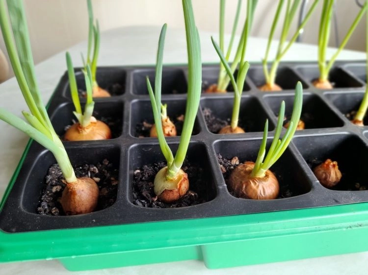 Выращиваем зелень на подоконнике