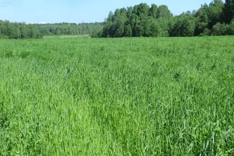 Подмосковье ограничивает перевод сельхозземель в другие категории 