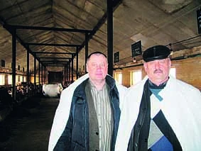 Новая «Родина» айрширских коров