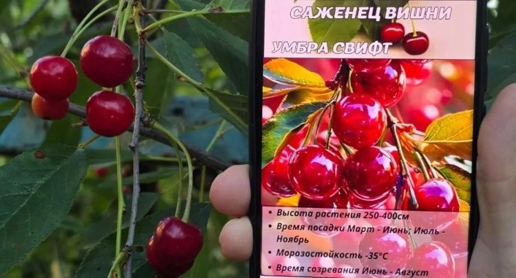 Не вредители, так ИИ: цифровой жук подтачивает урожай