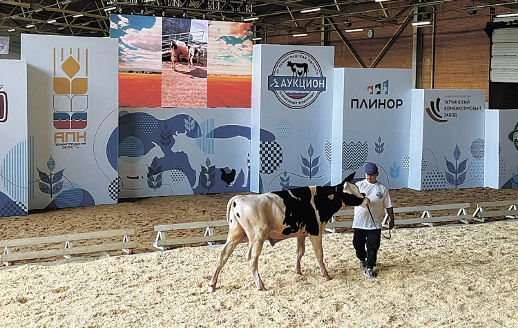 Отличные животные в профессиональные руки Отличные животные в профессиональные руки