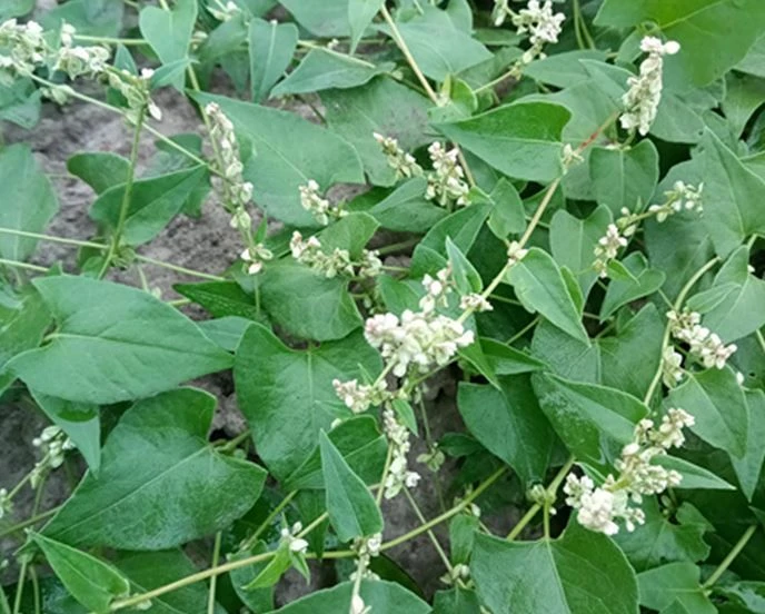Горец вьюнковый: коварная красота на полях и огородах Горец вьюнковый: коварная красота на полях и огородах
