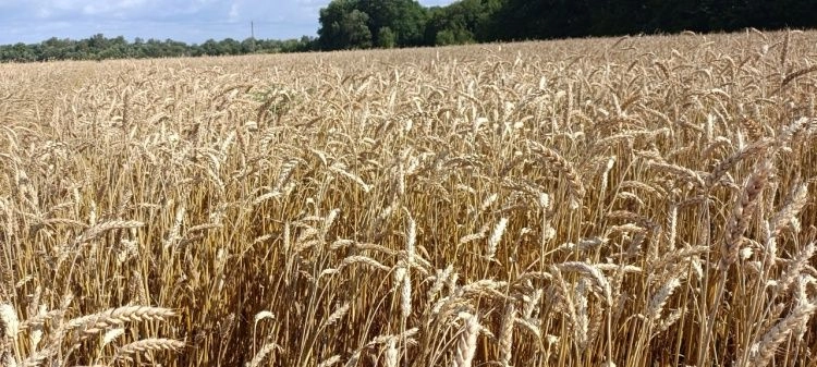 Апробировано более 600 га посевов в Ломоносовском районе Ленинградской области Апробировано более 600 га посевов в Ломоносовском районе Ленинградской области