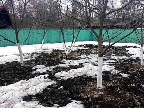 Перезимовка плодовых культур: как предотвратить снижение урожая в саду