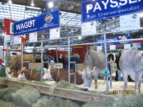 EuroTier как генератор идей
