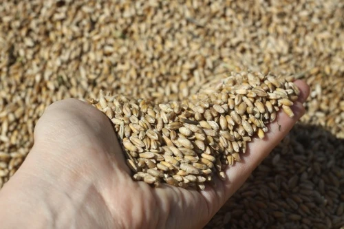 Воронежская область планирует поддержать производителей органической продукции