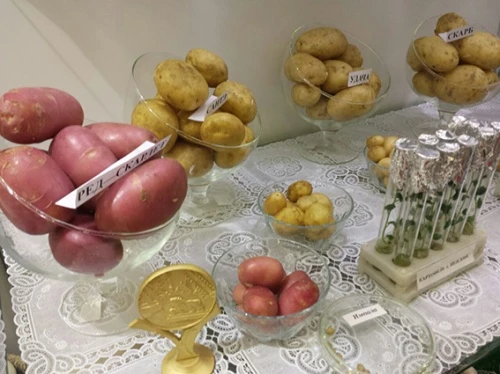 Семенного картофеля заготовлено с лихвой