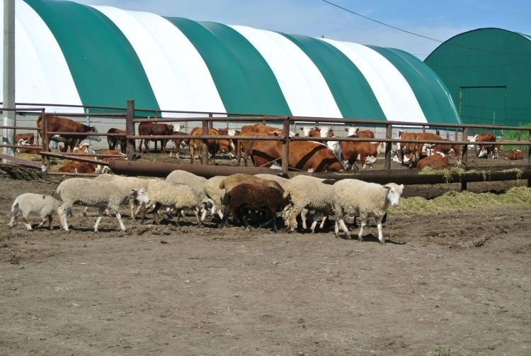Новая схема мошенничества: запрос данных о поголовье сельскохозяйственных животных от лица «Росстата»