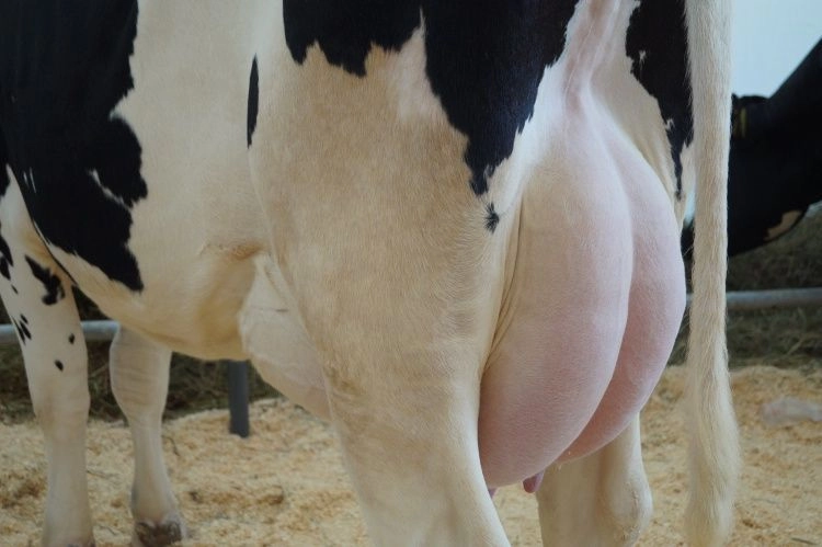 Практические советы по подготовке коров к искусственному осеменению