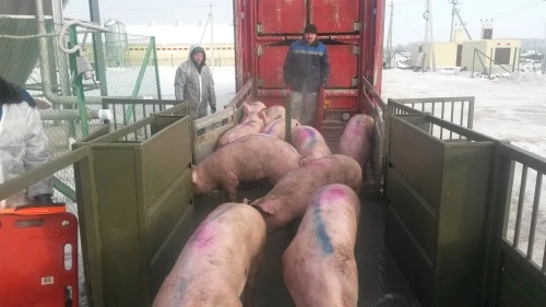 На Беляевском СВК закончился плановый массовый завоз поголовья