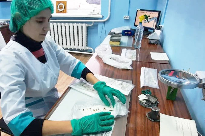 Состояние озимых определяют донским методом Состояние озимых определяют донским методом