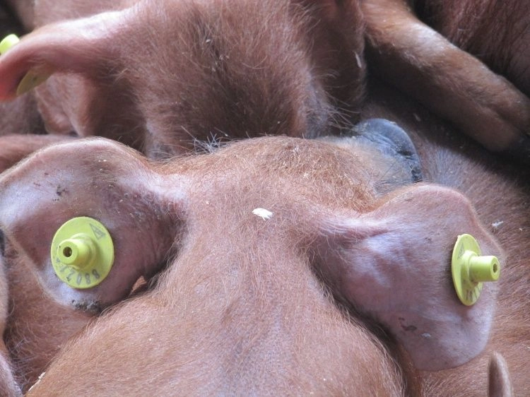 Испания – Рынок обвалился после обнаружения АЧС