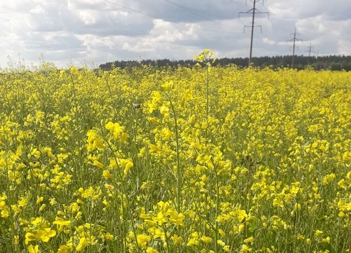 РАПС – универсальная культура