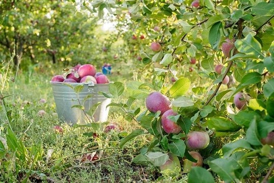 Практические обучения органическому сельхозпроизводству