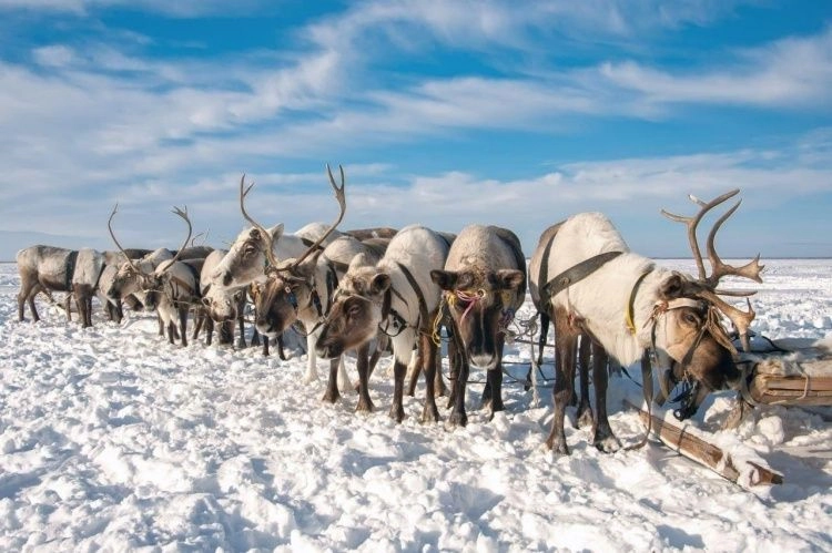 Оленеводческие хозяйства Коми нацелены на рост поголовья