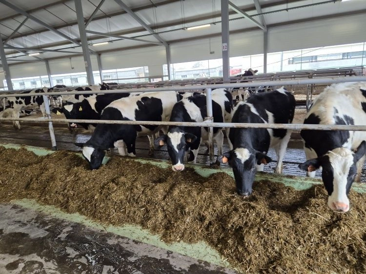 Новые подходы к профилактике опасных болезней крупного рогатого скота