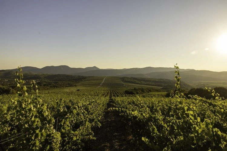 Завершен сезон сбора урожая винограда с рекордными показателями