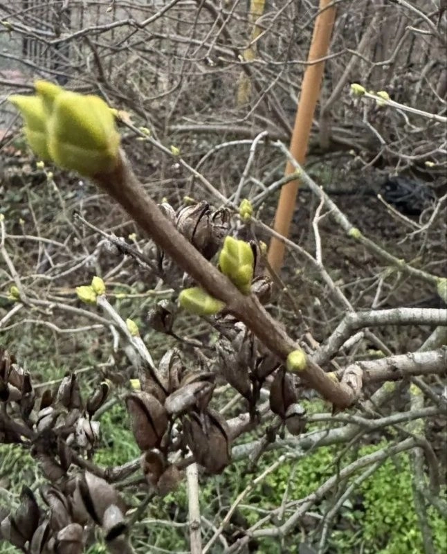 Защищаем сад от зимних оттепелей
