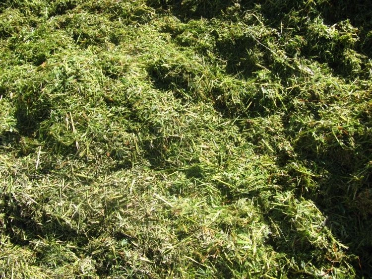 Нейтрализация токсинов и профилактика последствий