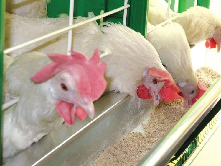 Целлобактерин-Т: от здоровья к качеству