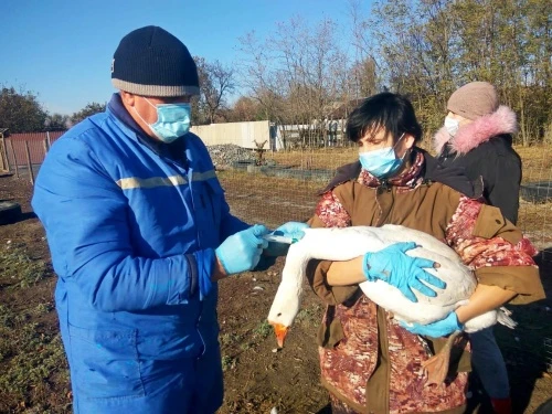 Продолжается вакцинация против гриппа птиц