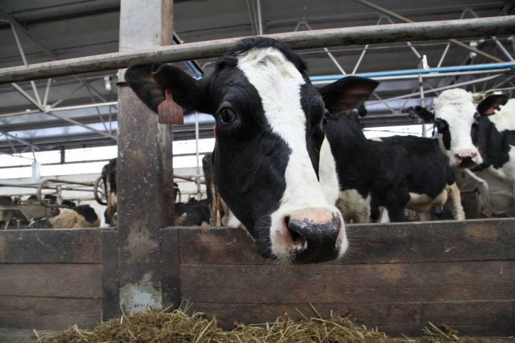 Абсолютный исторический рекорд вологодских коров зафиксирован