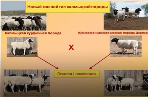 Калмыцкие учёные работают над улучшением мясных качеств баранины