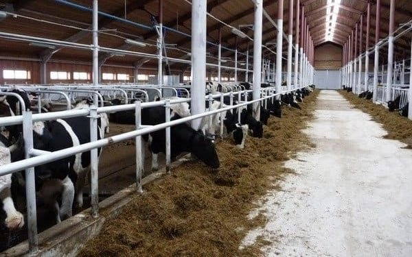 «Южное» увеличит поголовье скота на 500 голов