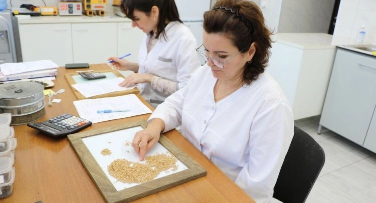 Урожай тритикале исследуют в лаборатории Урожай тритикале исследуют в лаборатории