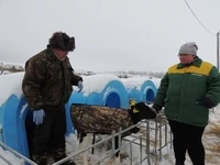 В ОАО «Ак Барс Пестрецы» выращивают телят холодным методом
