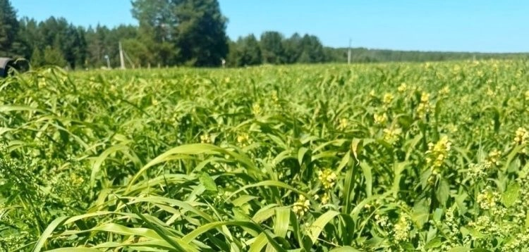 Растениеводство в Коми: новый вектор развития