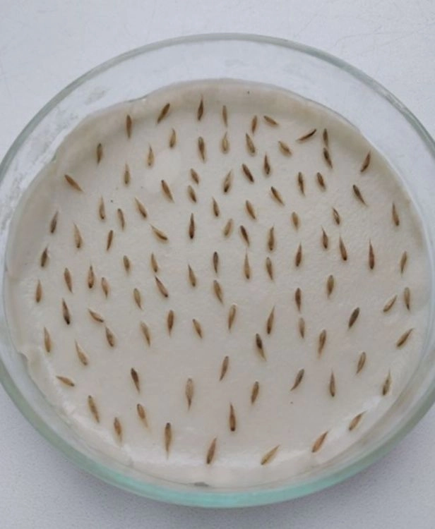 Качество партии семян ежи сборной подтвердили специалисты