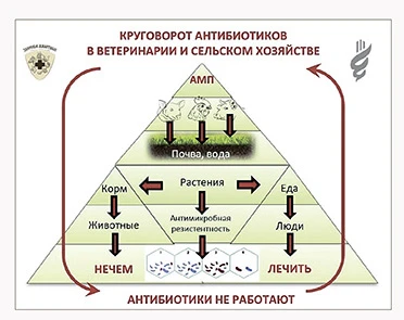 Влияние антибиотиков на растения