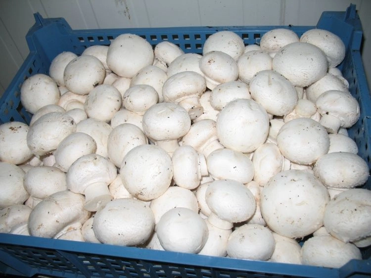 В Подмосковье построят грибоводческий комплекс