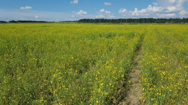 Посевные площади под рапсом в России: что меняется к 2026 году