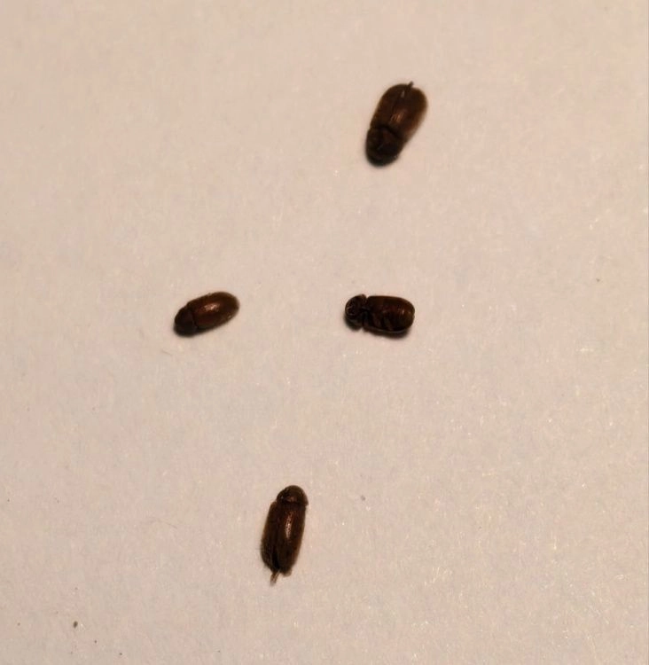 Жук-точильщик - угроза для семян