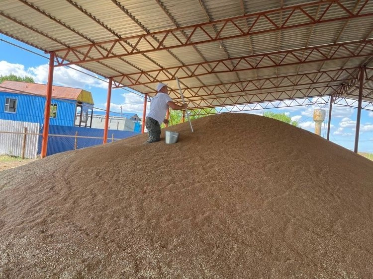 85% мягкой пшеницы донского урожая соответствуют продовольственным 3 и 4 классам