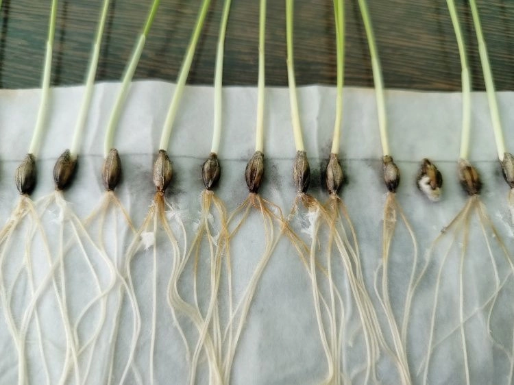 На страже урожая