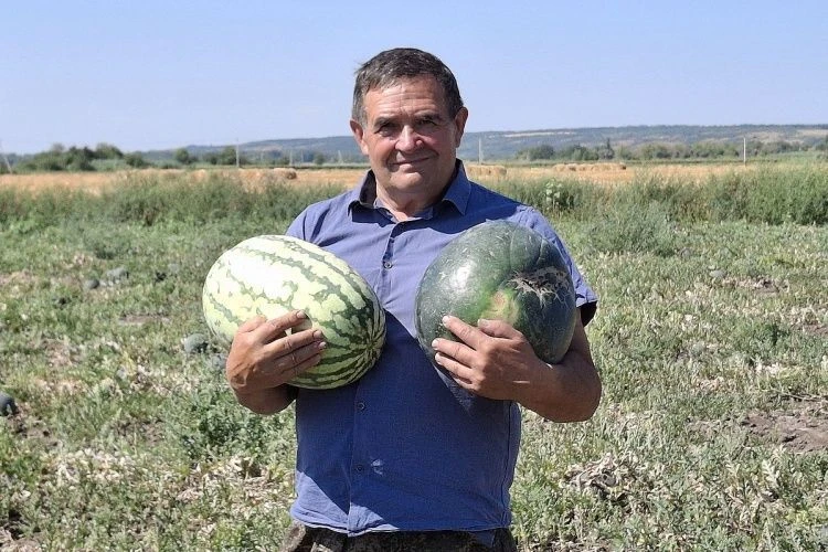 12 мифов и фактов об арбузах 12 мифов и фактов об арбузах