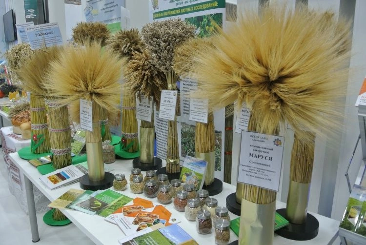 Семена с ГМО - мина замедленного действия?