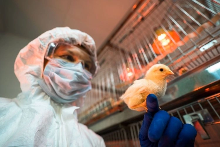 Вакцина для профилактики болезни Гамборо у цыплят введена в гражданский оборот  