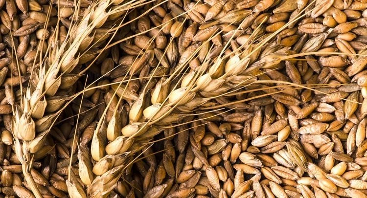 Остаточная токсичность в обеззараживаемой продукции Остаточная токсичность в обеззараживаемой продукции